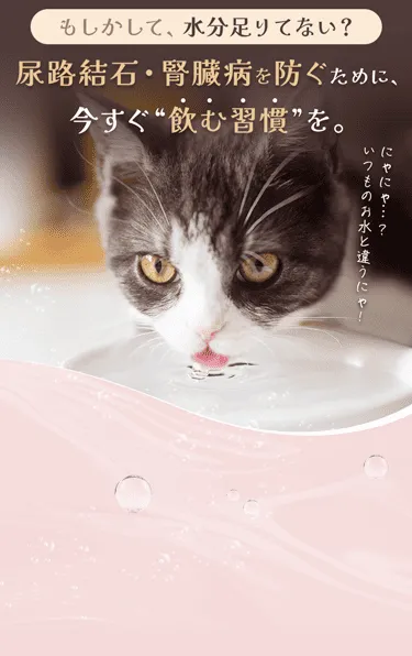 もしかして、水分足りてない？尿路結石・腎臓病を防ぐために、今すぐ“飲む習慣”を。　にゃにゃ...？ いつものお水と違うにゃ！